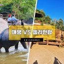 포인트팜 | 태국 치앙마이 코끼리 체험 매땡 vs 엘레핀 팜 비교 후기