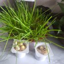 아내의 텃밭 이미지