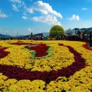 가고파플라워 이미지