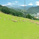 꿈벌사슴목장 이미지