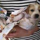 펄펄 끓는 물로 살아있는 아기 강아지 죽인 사건. (+청원 꼭 성공하자) 이미지