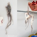 목포뻘낙지 이미지