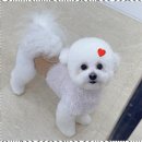 내 강아지 미용실 이미지