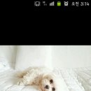 먹돌새기