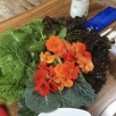 남연허브 이미지