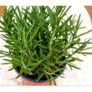 로즈마리 화원 이미지