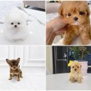 벨라독 | 수원강아지분양 건강한 시작, 행복한 동행의 첫걸음