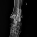 오아시스 정형외과 신경외과 동물병원 이미지