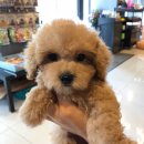 해피애견타운(Happy Pet Town) | 부천강아지분양 특별한친구를 찾을 수 있는 [해피애견타운 부천점]