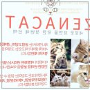 광주고양이분양, 여기서 아메리칸숏헤어 만나보니 너무 좋았어요!