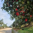 나무랑숲 이미지