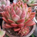 수연슈퍼 이미지