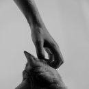 샬롬한의원 이미지