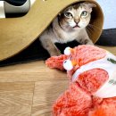 펫홀릭더라이프 이미지