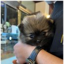 드림독 강아지분양 안심분양센터 김포점 이미지