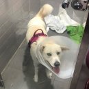 더힐동물의료센터 이미지