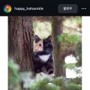 밈