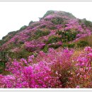 영취산(전남/여수) 진달래축제 이미지