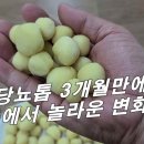 당뇨스톱, 중국왕실의 전통비법 소개 / 3개월만에 내 몸에서 놀라운 변화가~! 이미지