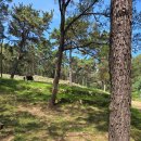 청주경씨 시조묘역 | 강화 &#34;봉(奉)씨&#34; 시조 장정리 마을 - 강화 봉은사 터