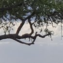 하쿠나마타타 이미지