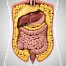 극단 무궁화 | 무궁화 다이어트 후기 찾고 있다면 이것부터 보세요