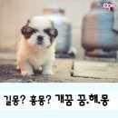 개꿈꾸는 고양이 이미지
