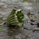 공존(共存) 이미지