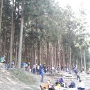 편백나무숲 이미지