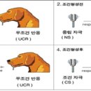 파블로프의 행동주의 개실험 - 최면걸린 줄도 모르고 살아가는가? 이미지