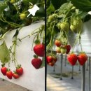 유광농장 이미지