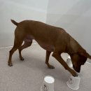 두두펫케어 이미지