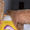 옹옹