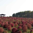 코스모스드림 이미지