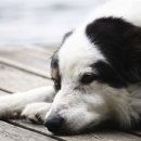 라온 반려 동물병원 이미지