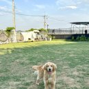 김포 보스독 이미지