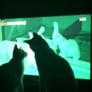 주사랑 농장 이미지