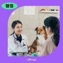 잠실준25시동물병원 | 2026년 봄철 광견병 예방접종