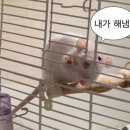 성수