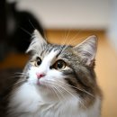 고양이숲 이미지