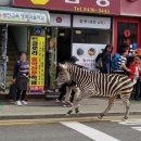 부모가 죽은 뒤 반항 시작”… ‘동물원 탈출’ 얼룩말 세로의 사연 이미지