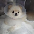 재활나라 | 강아지 고관절 탈구 수술 후기｜대퇴골두절단술(FHNO)과 재활까지 실제 경험 정리