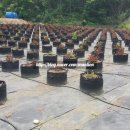 (주)굿팜 이미지