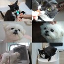 동물농장 이미지