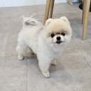 폼폼카페 | 강아지들의 카페천국 &#34;폼폼카페&#34;