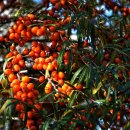 (주)비타민나무 이미지