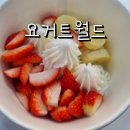 요거트월드상남