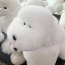 업&도그 2호점 | 애견미용자격증 학원, 비용 등등 비교해서 3개월 만에 취득했어요