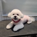 정샘 동물병원 네이버블로그