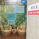 하루효소편백 이미지